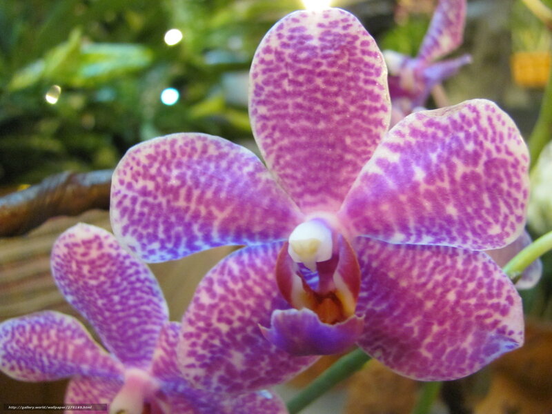 purple orchid with speckled petals