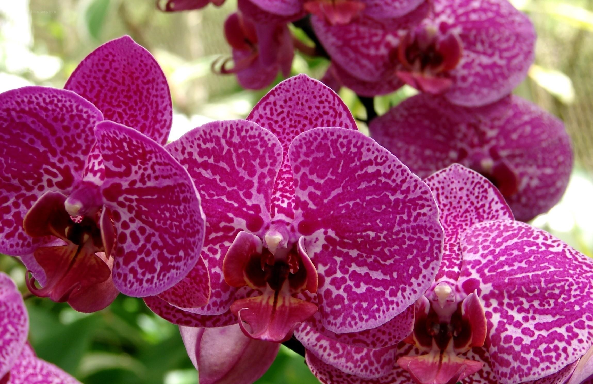 Purple orchid with speckled petals