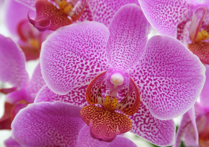 Purple orchid with spotted petals