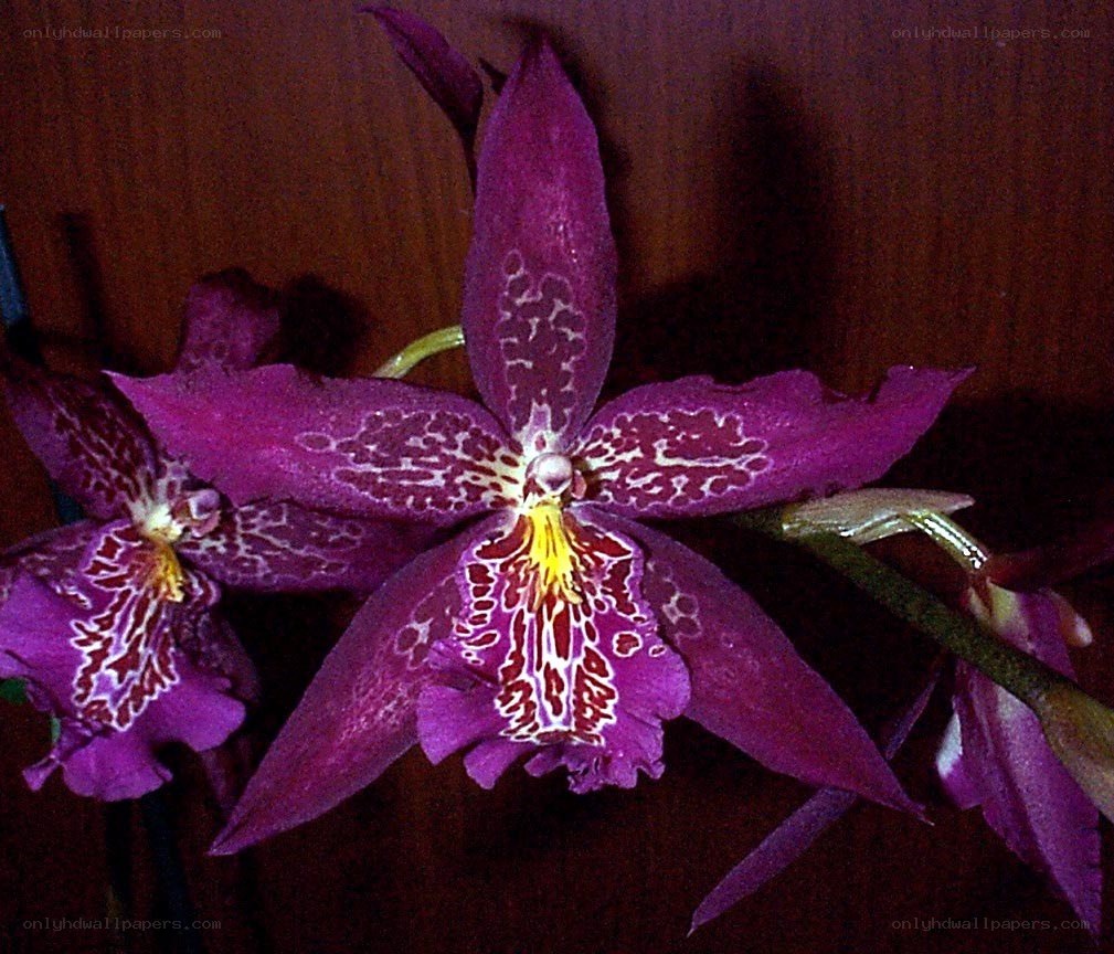 purple orchid with spotted petals