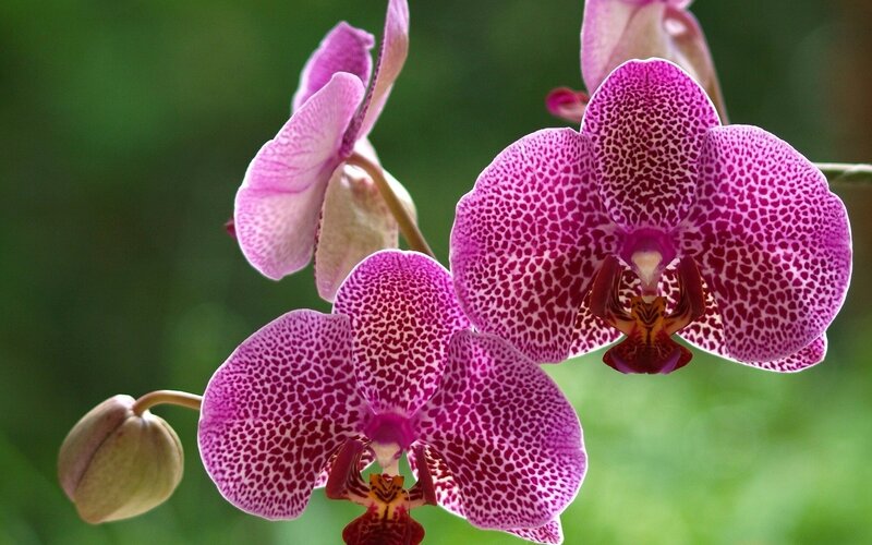Purple orchid with spotted petals