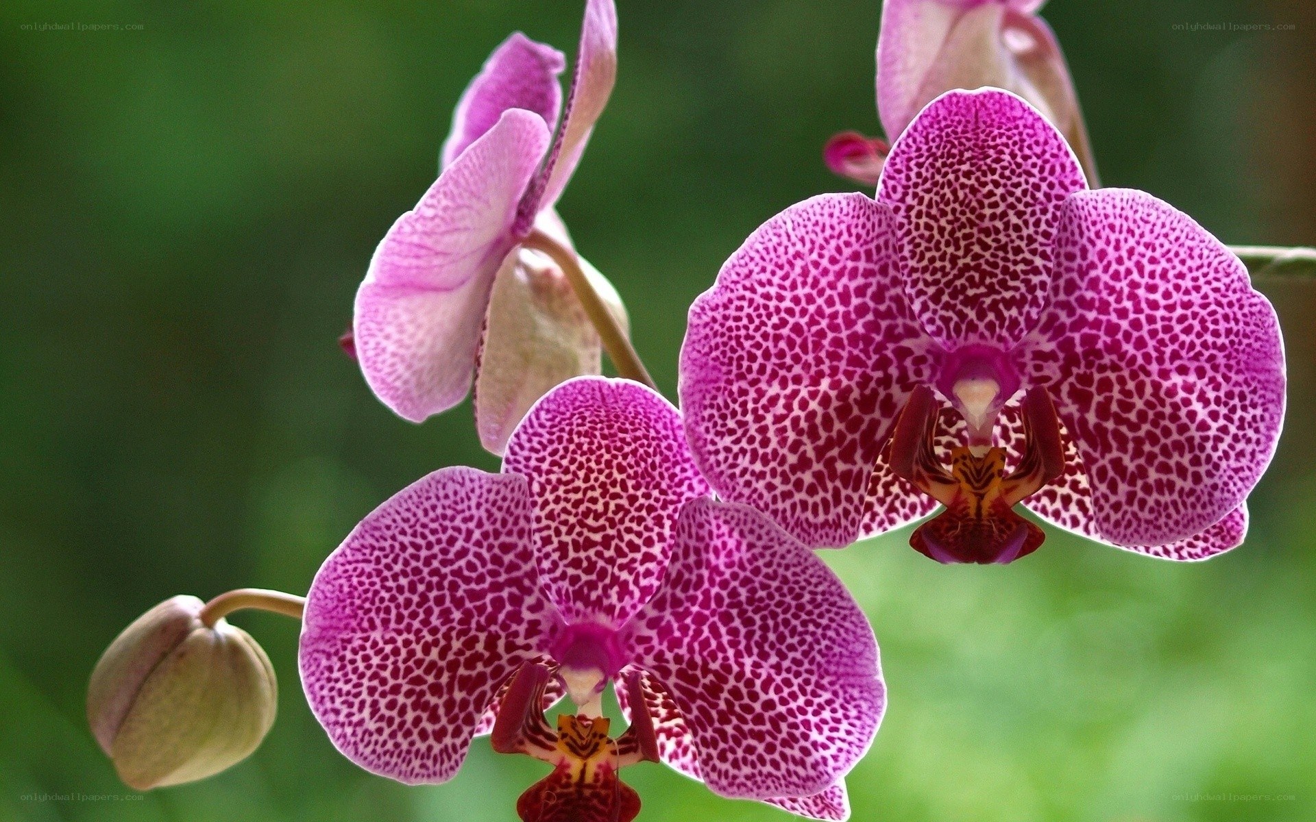 Purple orchid with spotted petals