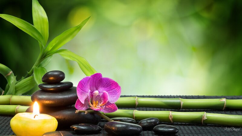 Purple Orchid with Stones — Green, Serene, Photograph