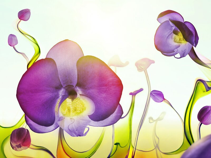 Purple orchid with vibrant colors