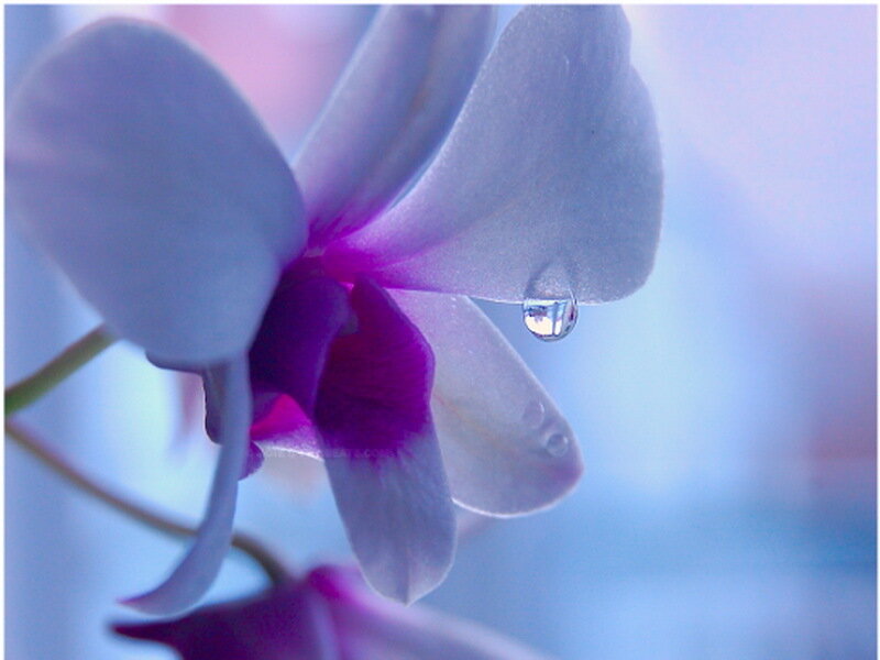 Purple Orchid with Water Droplet