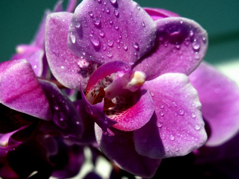 Purple orchid with water droplets