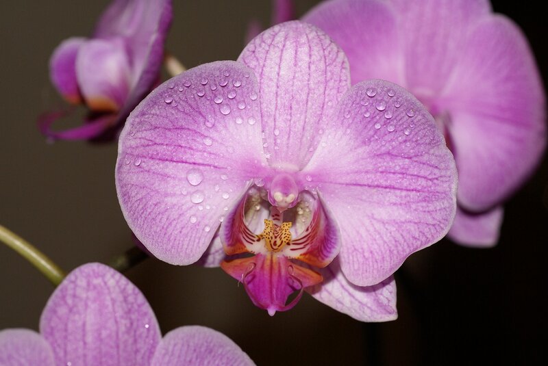 Purple orchid with water droplets