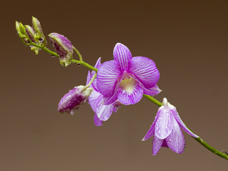 Purple orchid with water droplets