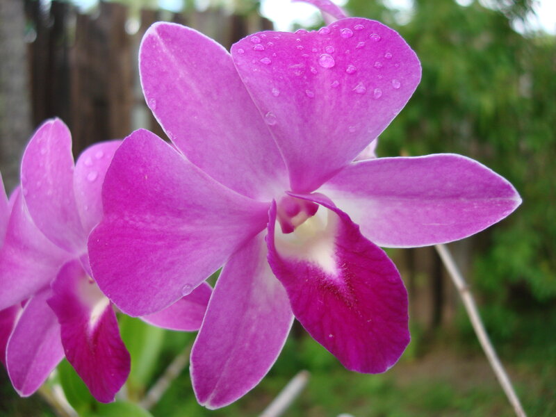 Purple orchid with water droplets