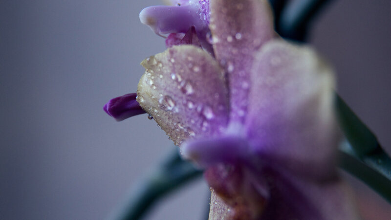 purple orchid with water droplets