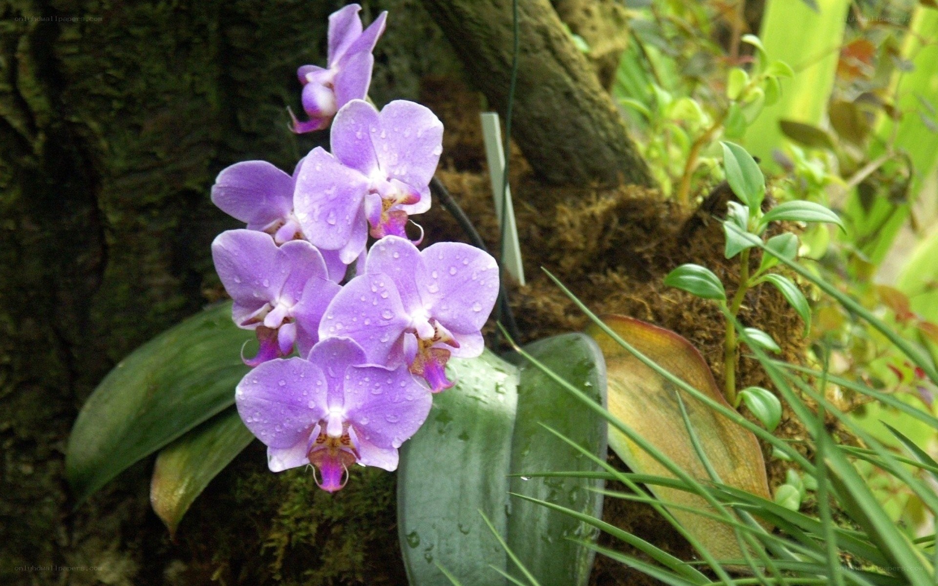 purple orchid with water droplets