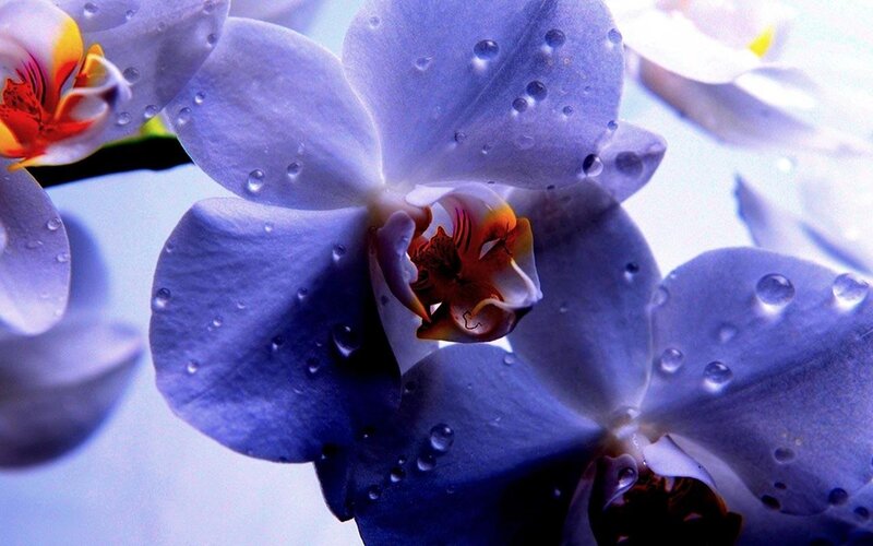 Purple Orchid with Water Droplets — Blue