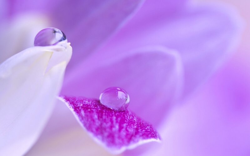 Purple Orchid with Water Droplets — Serene