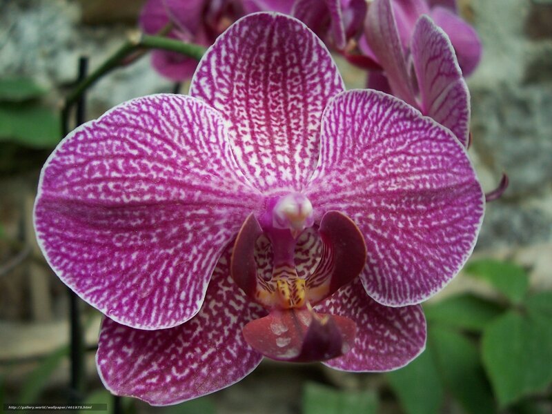 purple orchid with white patterns
