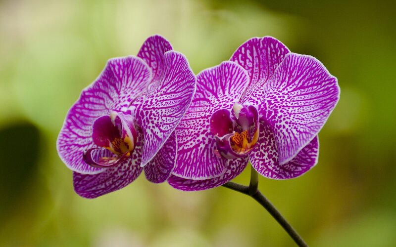 purple orchid with white patterns