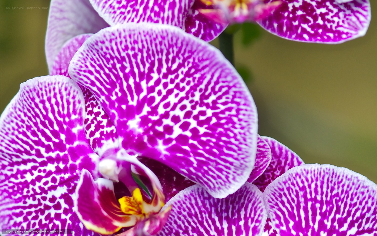 purple orchid with white patterns