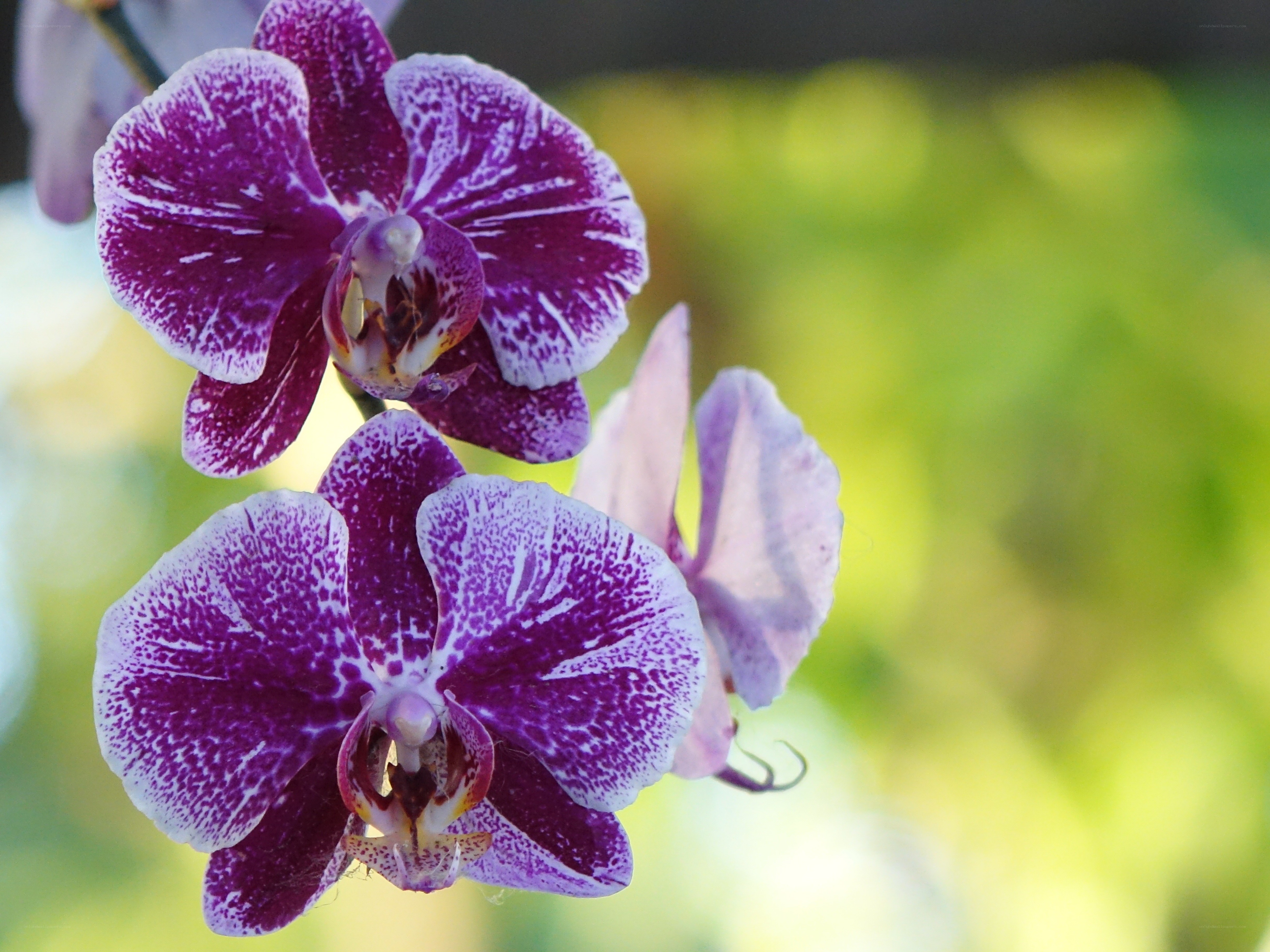 Purple orchid with white speckles
