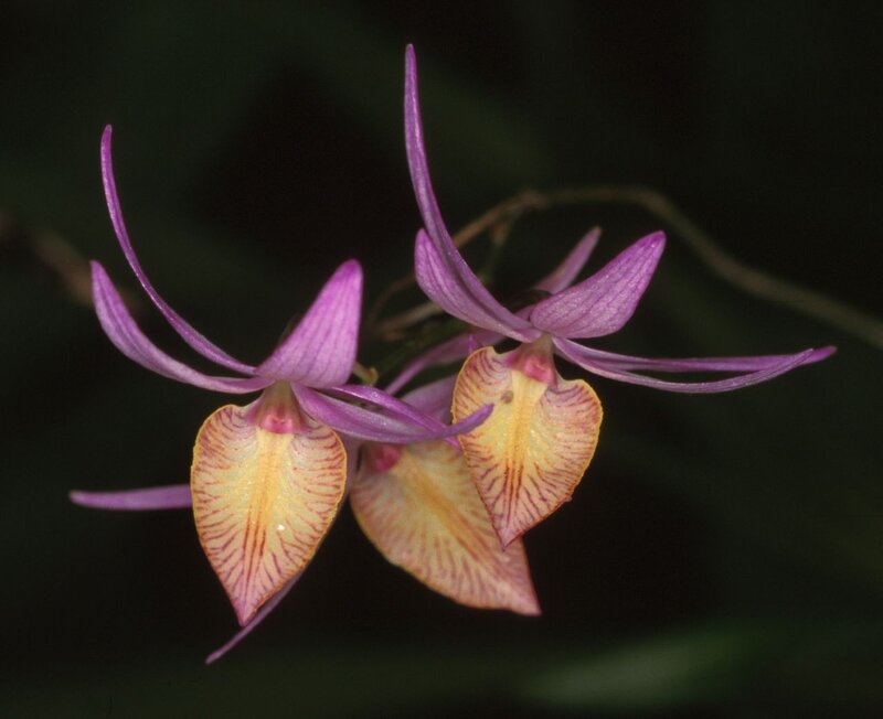 purple orchid with yellow center
