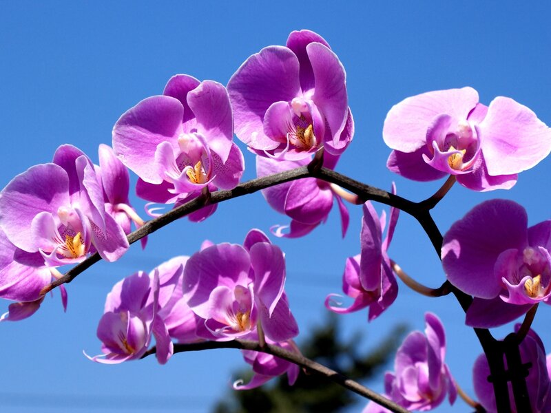 Purple orchids against blue sky