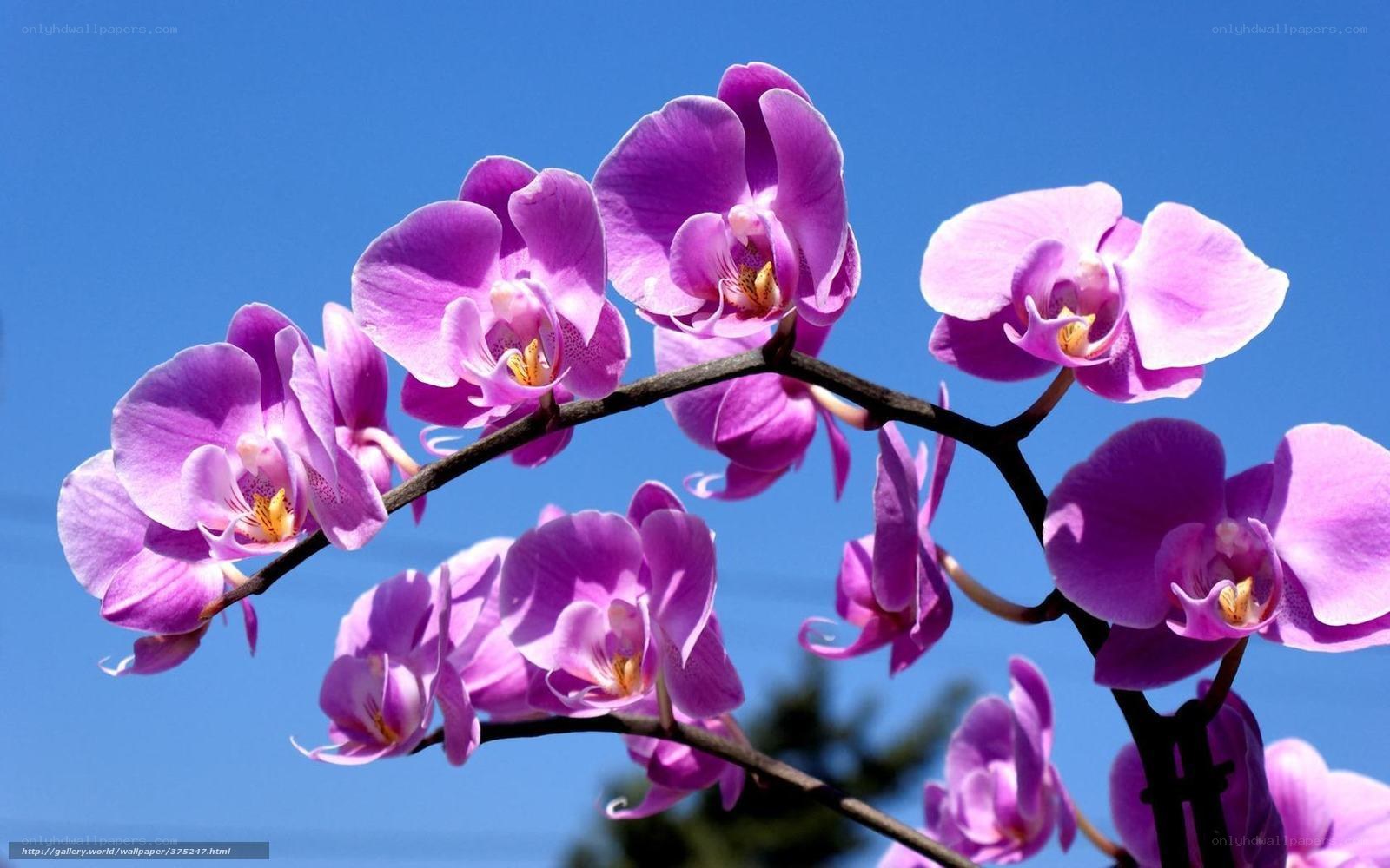 Purple orchids against blue sky