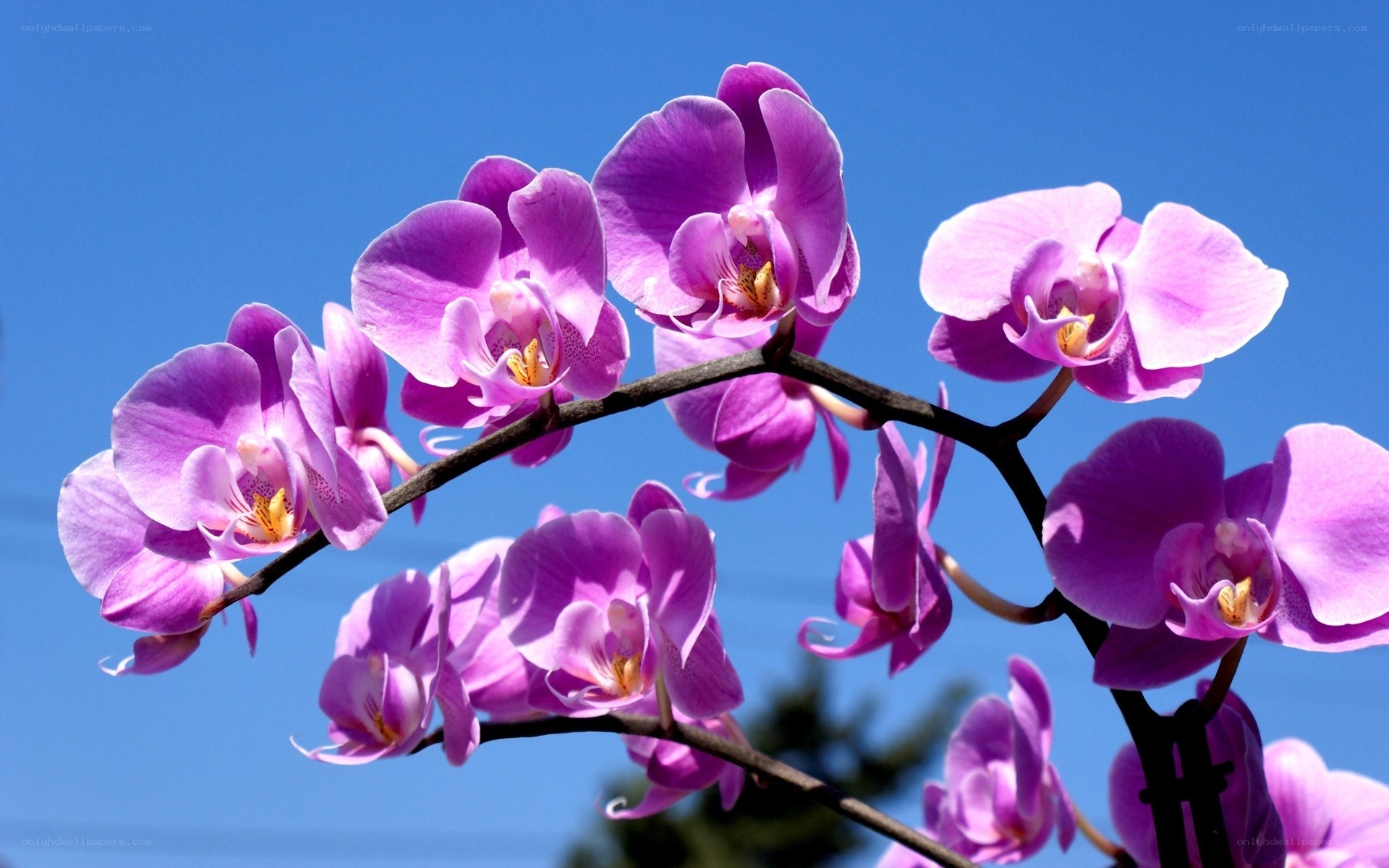 Purple orchids against blue sky