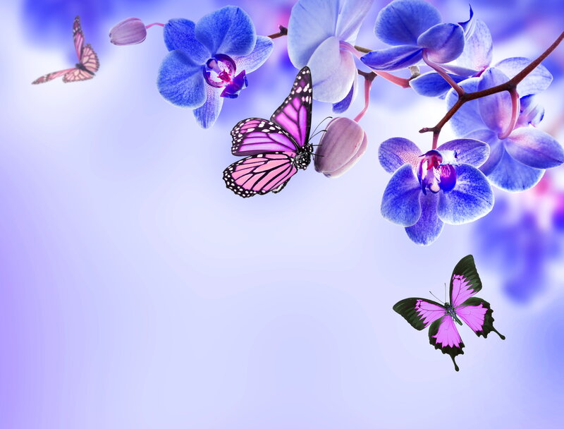 Purple Orchids and Butterflies — Blue
