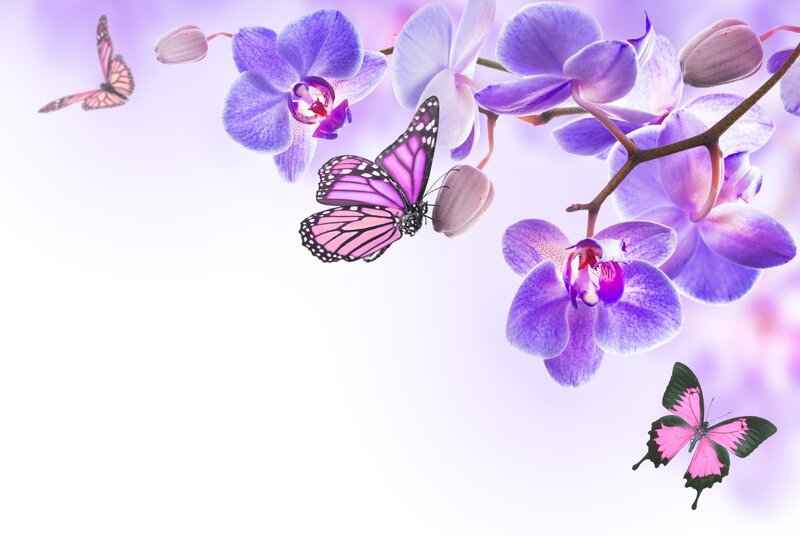 Purple Orchids and Butterflies — Serene
