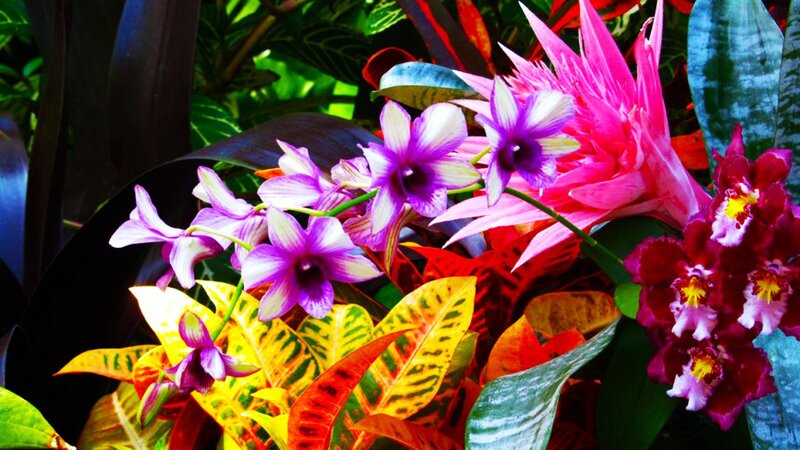 Purple Orchids and Tropical Plants