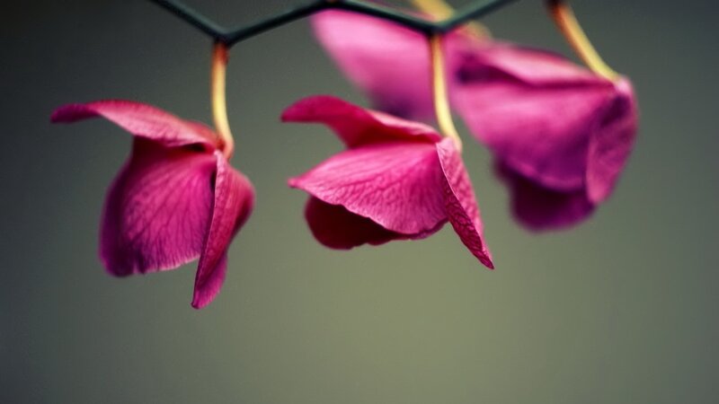 Purple orchids hanging
