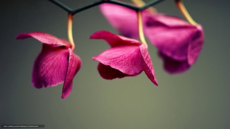 Purple orchids hanging