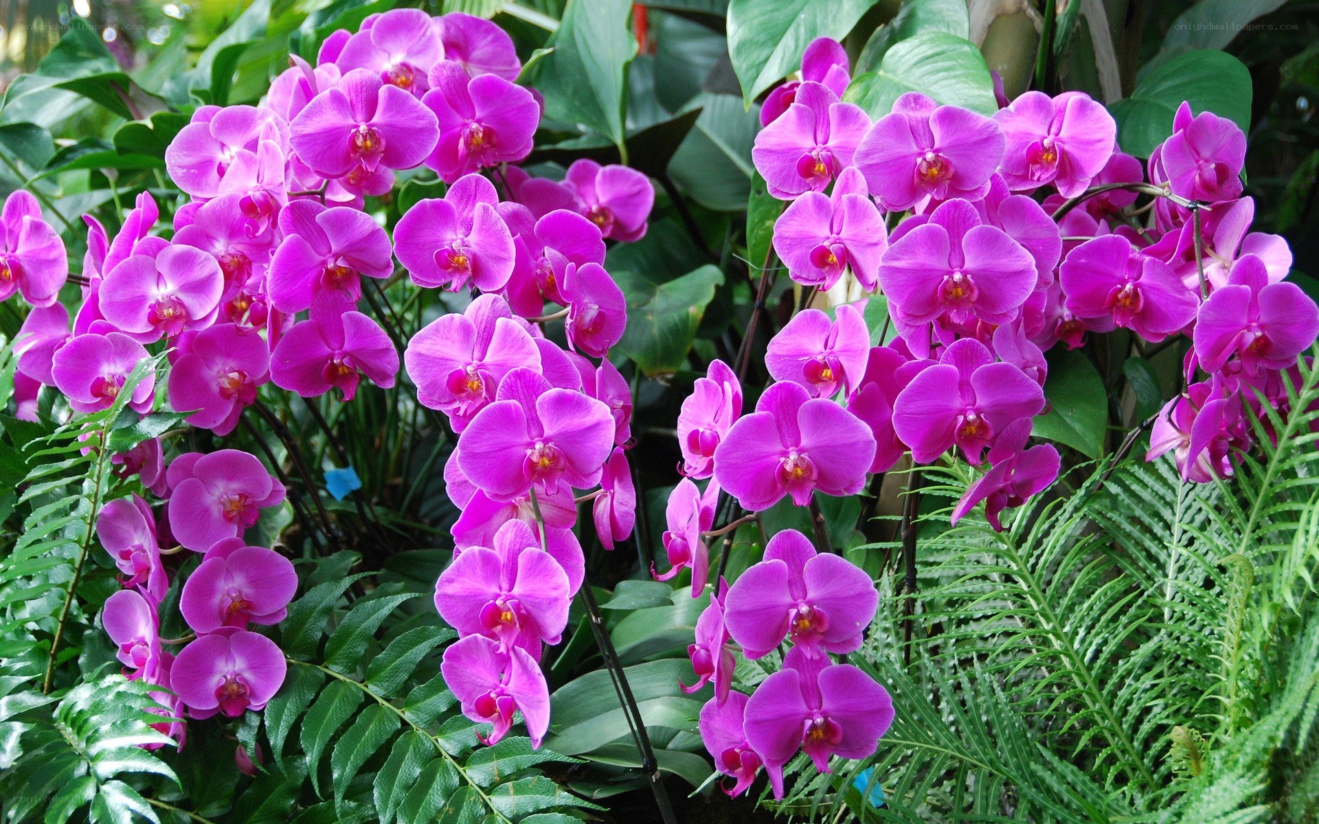 purple orchids in a garden