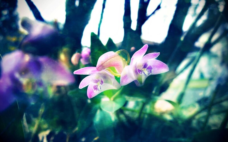Purple orchids in a garden