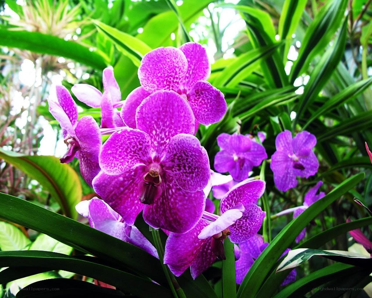 Purple orchids in a garden