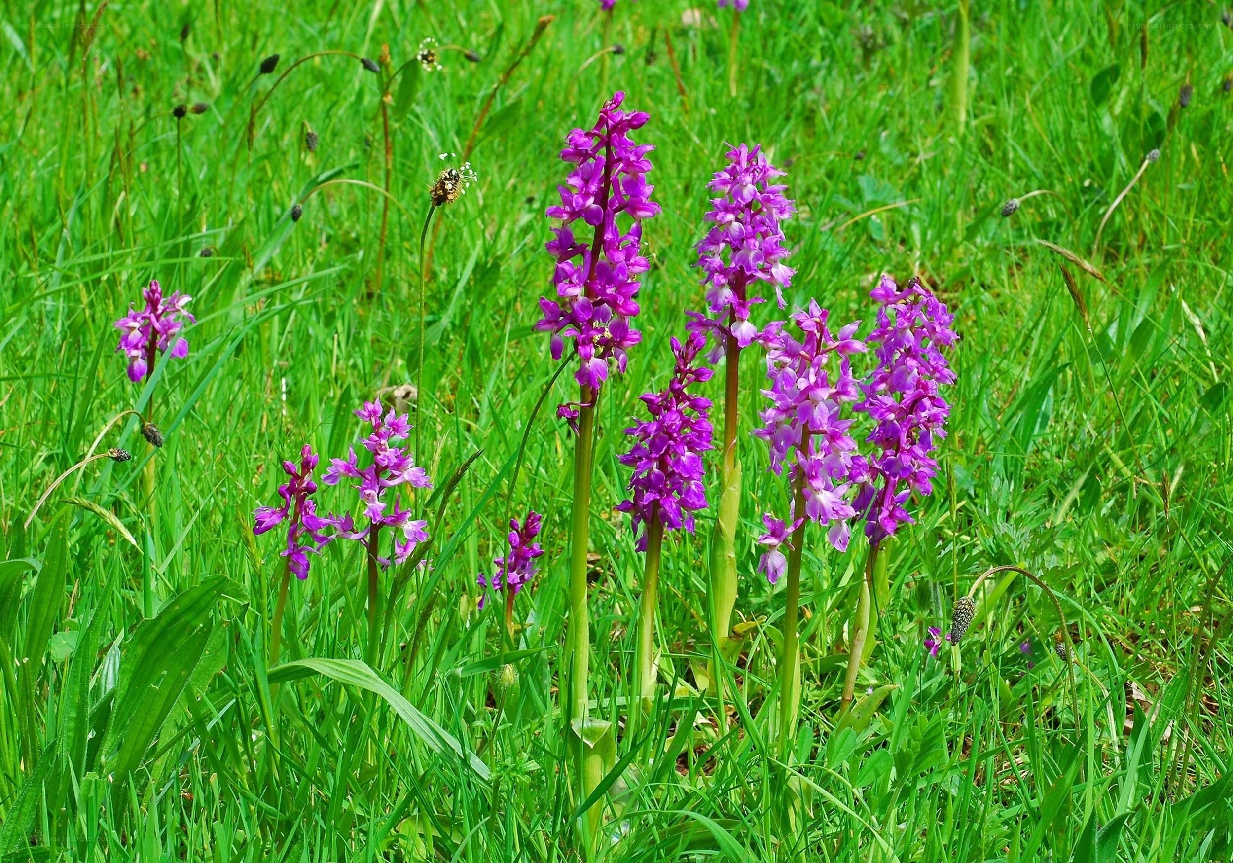 purple orchids in a green field