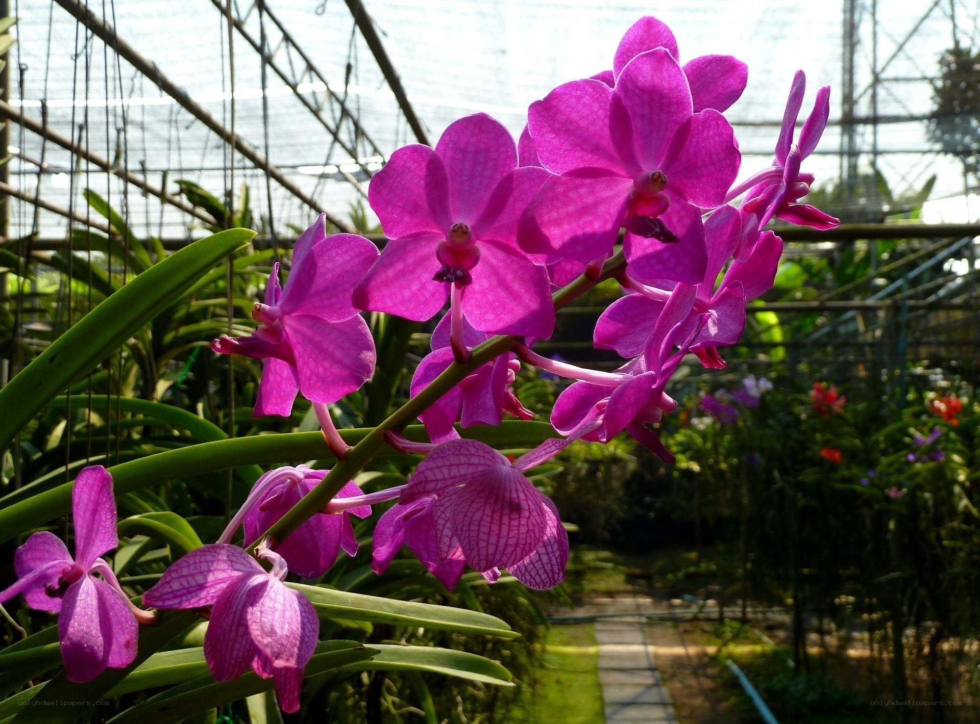 Purple orchids in a greenhouse