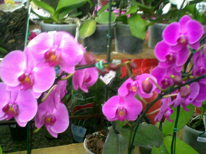 purple orchids in a nursery