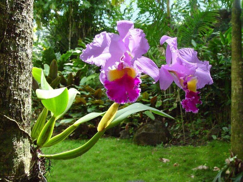 purple orchids in a tropical garden