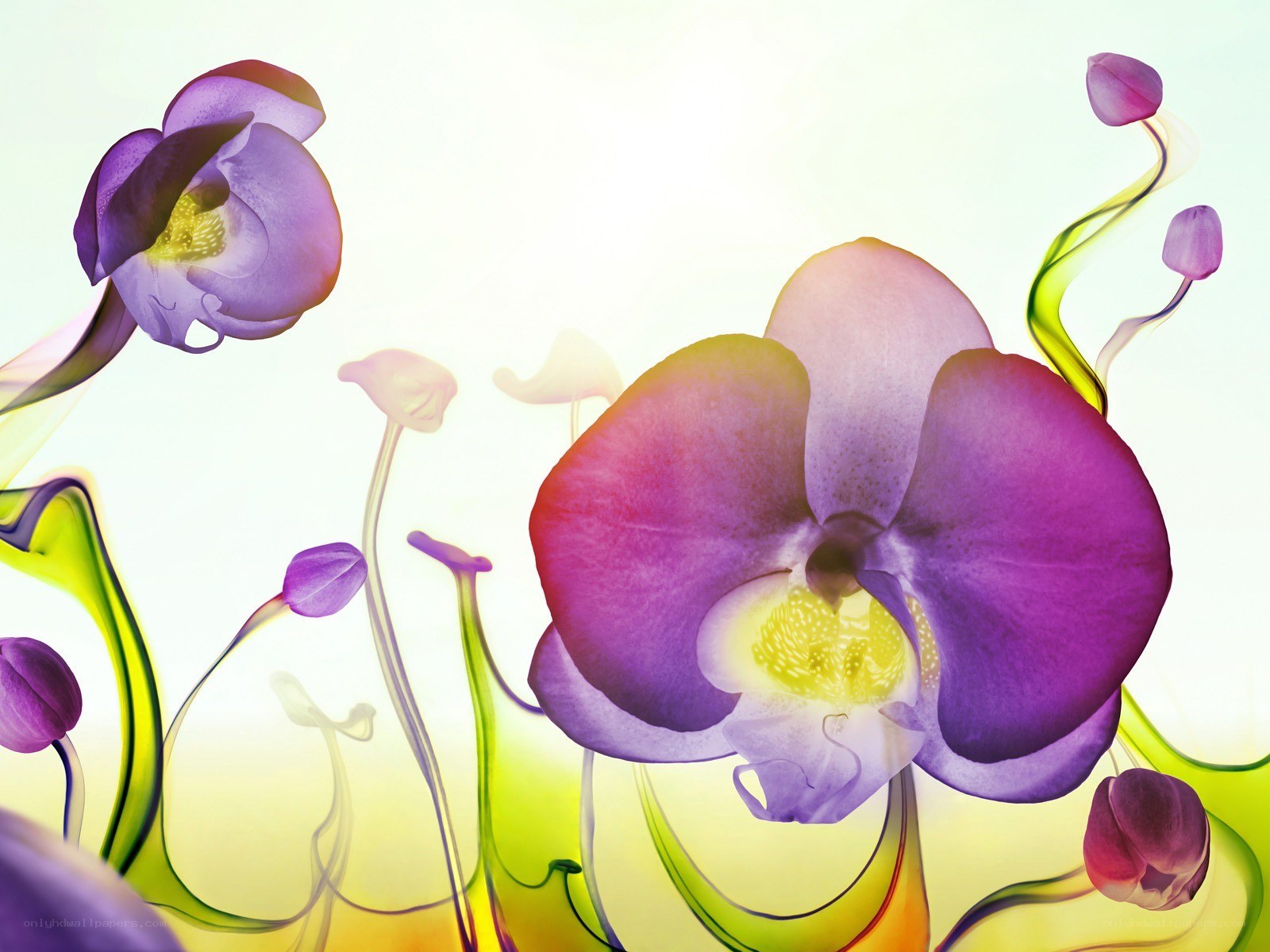 Purple orchids in abstract art