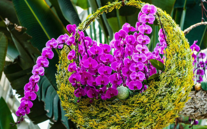 Purple Orchids in Basket