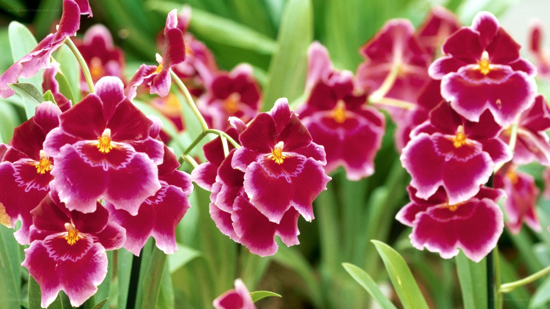 purple orchids in bloom