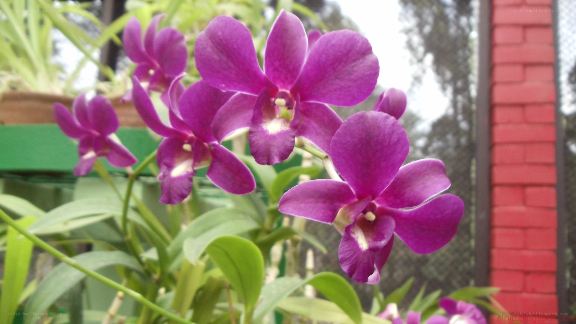 purple orchids in bloom
