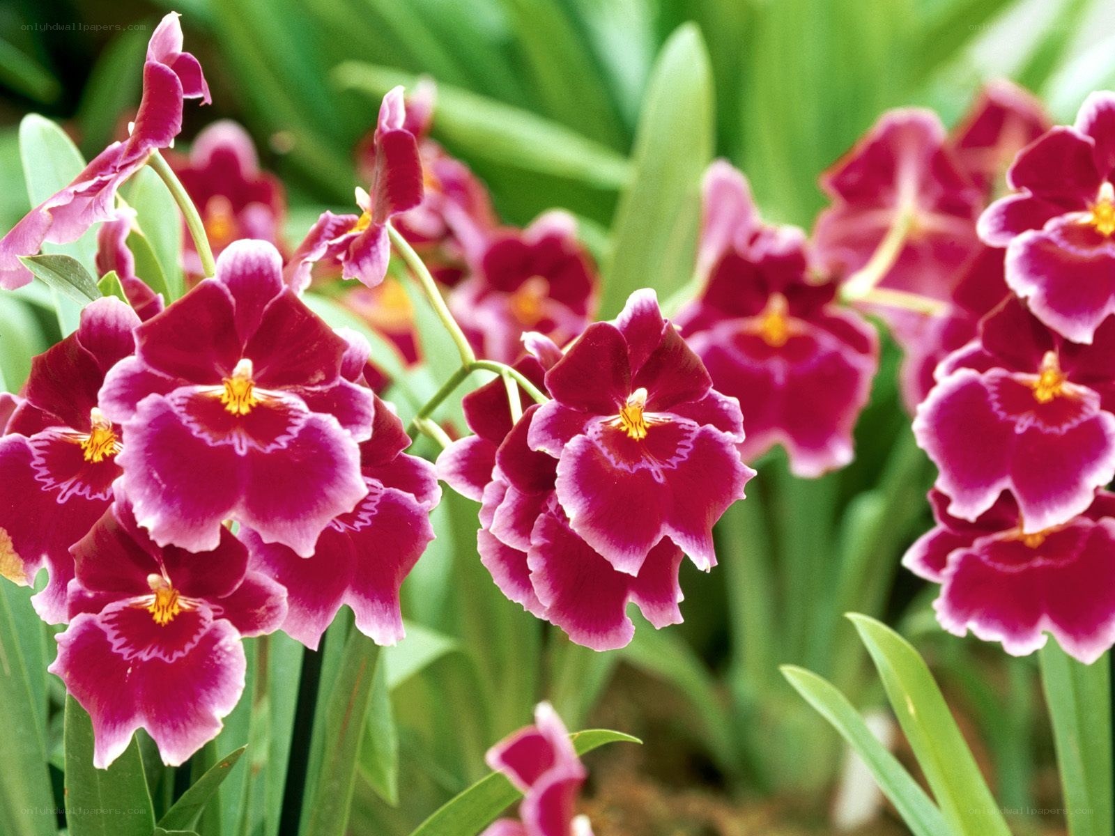 purple orchids in bloom