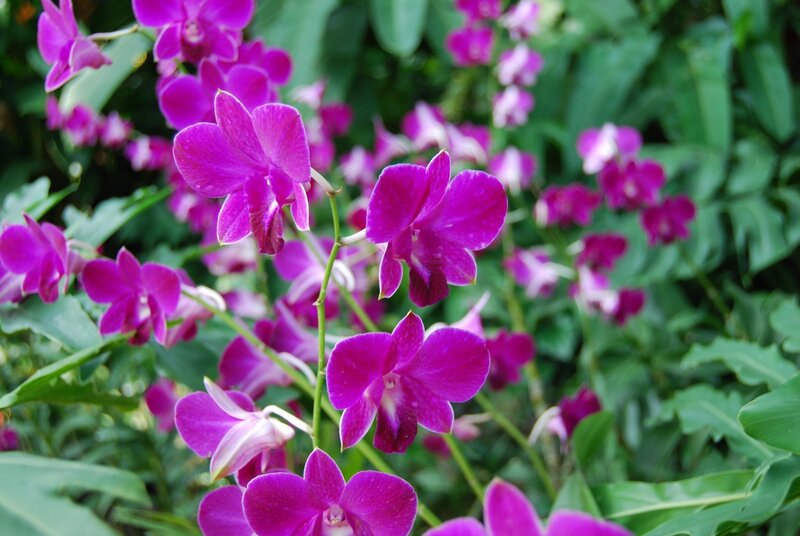 purple orchids in bloom