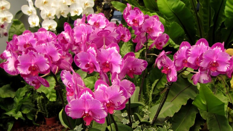 Purple Orchids in Bloom — Pink