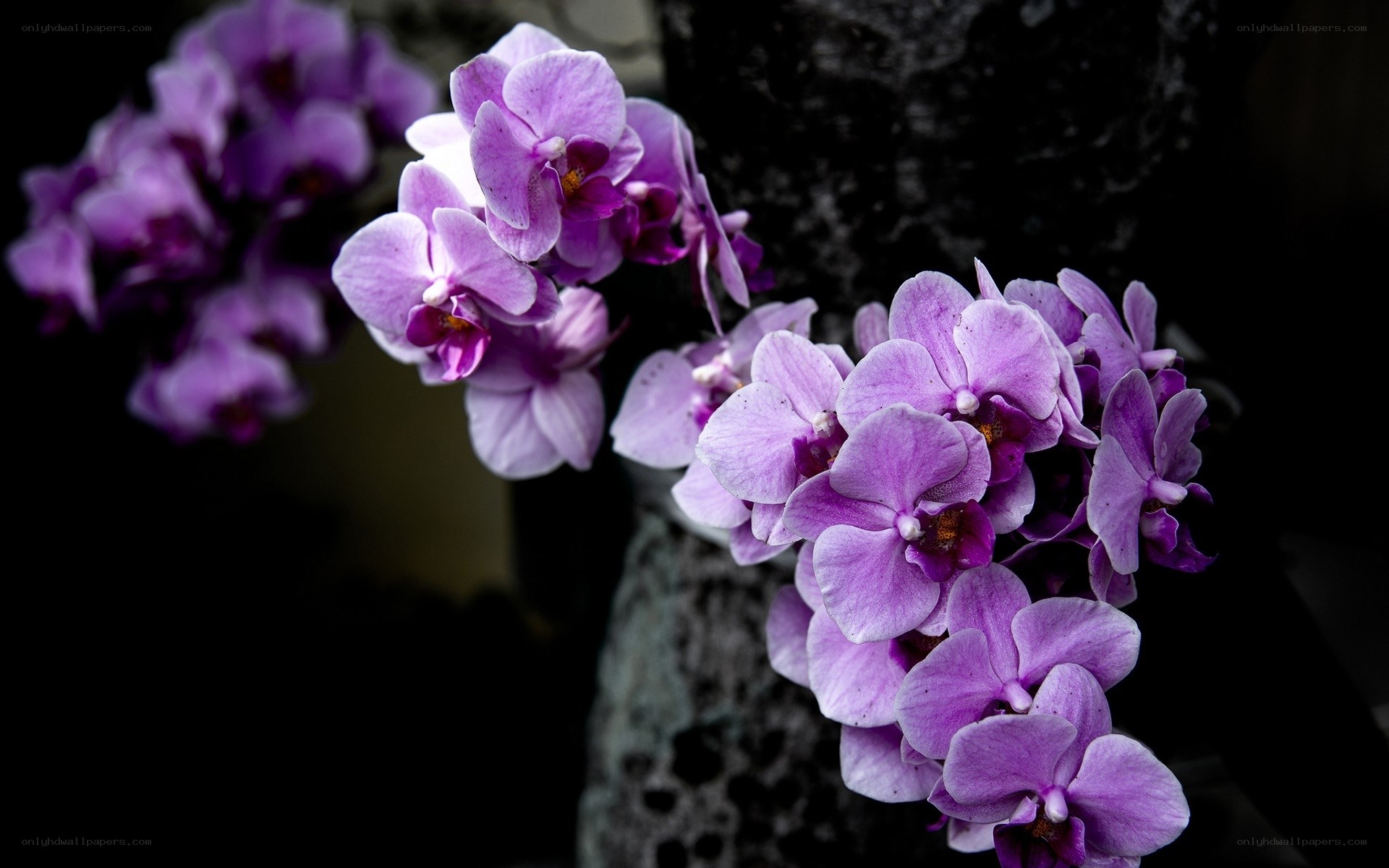 Purple orchids in bloom