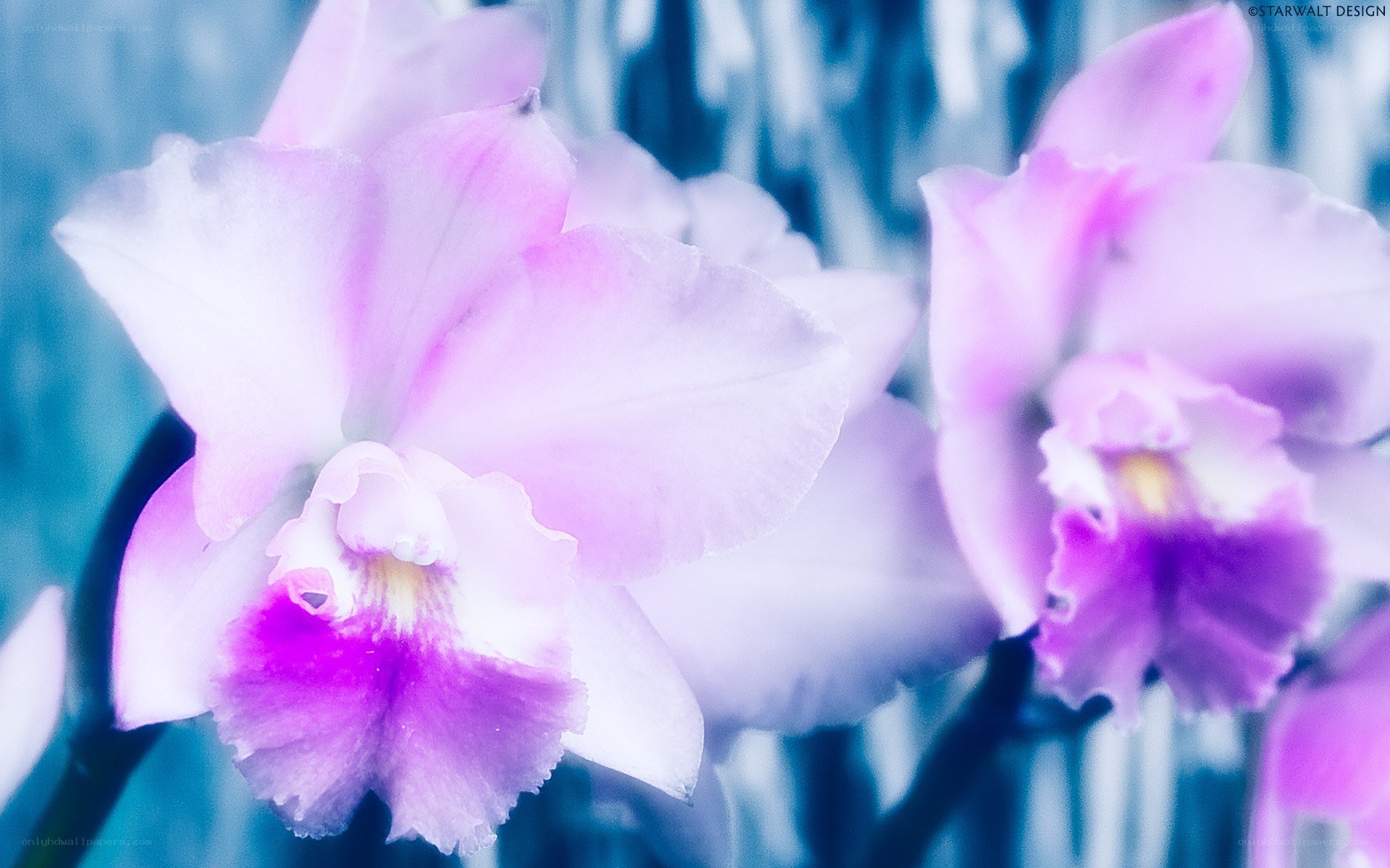purple orchids in blue light