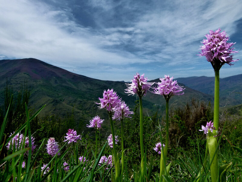 Purple Orchids in Field — Serene, Afternoon