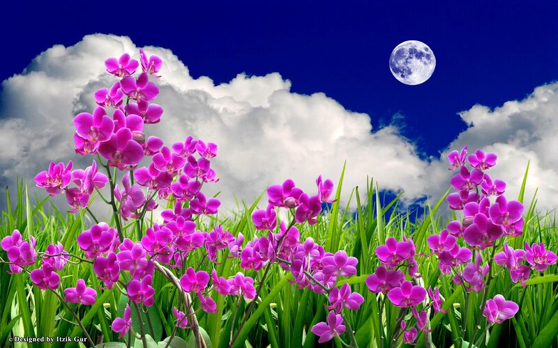 Purple Orchids in Field — Serene, Night