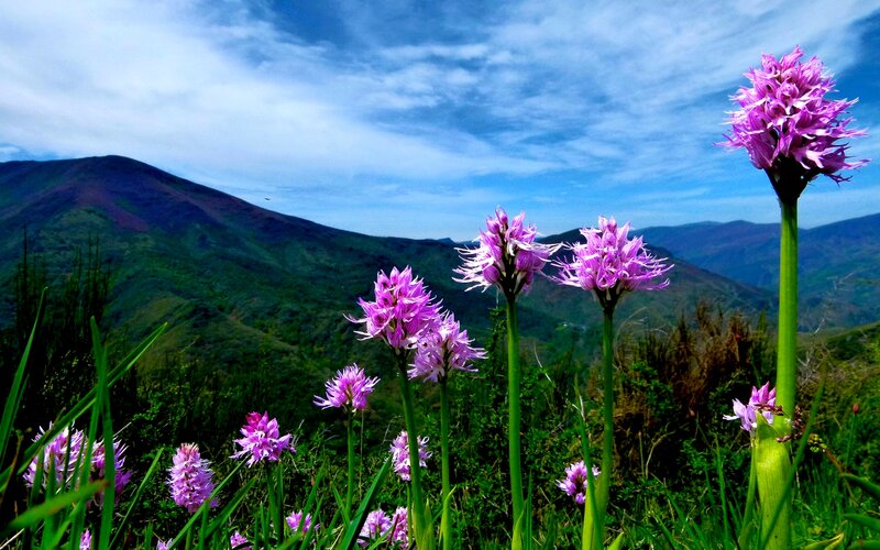 Purple Orchids in Field — Serene