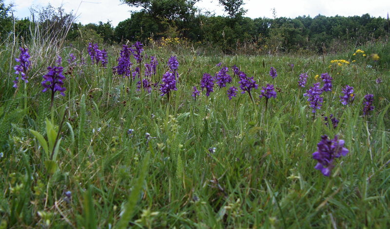 Purple Orchids in Field